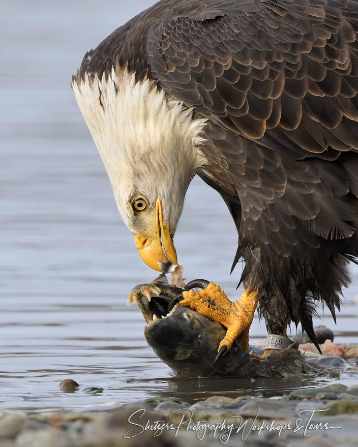 Bald Eagle Eating Fish 20191031 105843