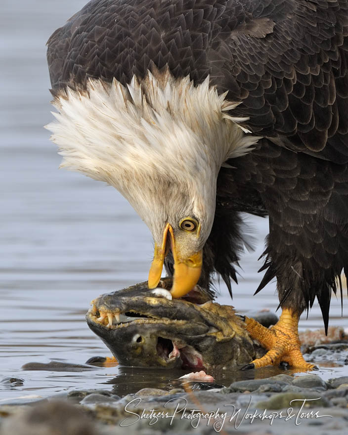 Bald Eagle Eating Salmon