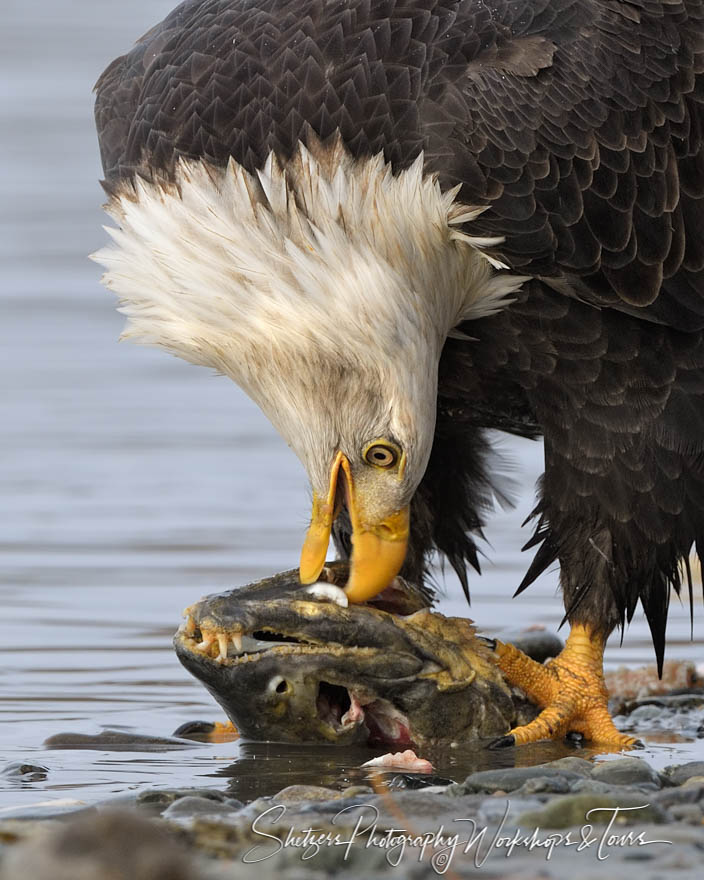 Bald Eagle Eating Salmon 20191031 110014