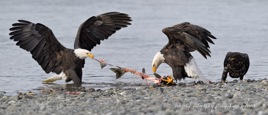 Bald Eagle Family Eating Fish