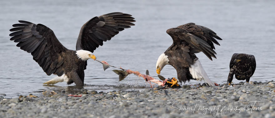 Bald Eagle Family Eating Fish 20191102 122807