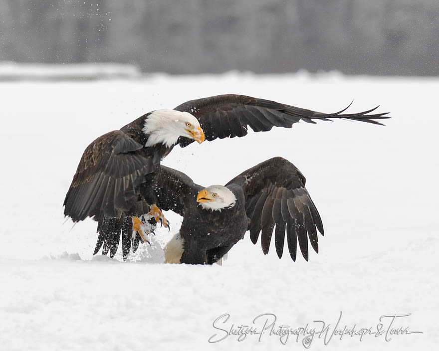 Bald Eagle Fight in Snow