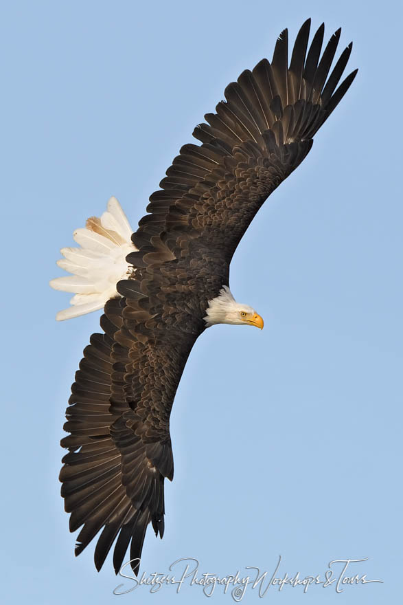 wingspan of a bald eagle