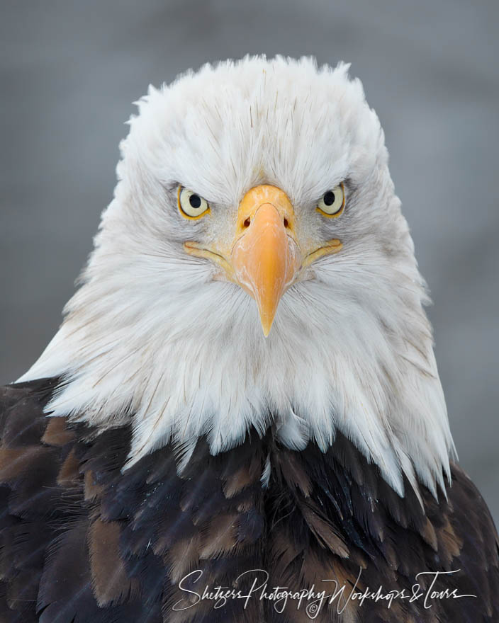 Bald Eagle Head On Photo Shetzers Photography