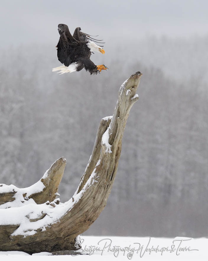Bald Eagle Landing on Perch