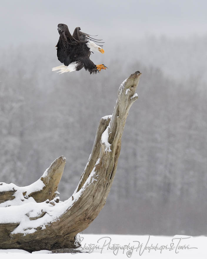 Bald Eagle Landing on Perch 20181117 123024