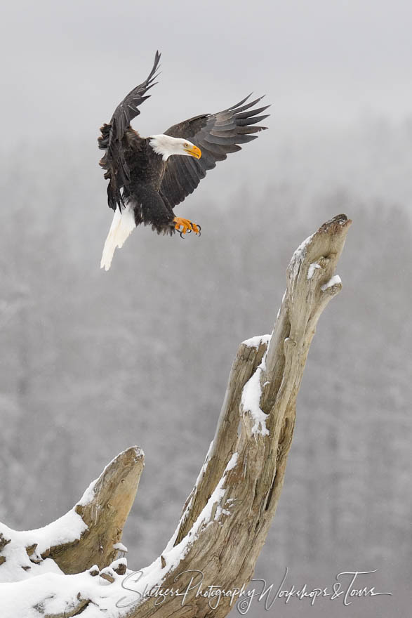 Bald Eagle Landing on Snowy Tree Limb