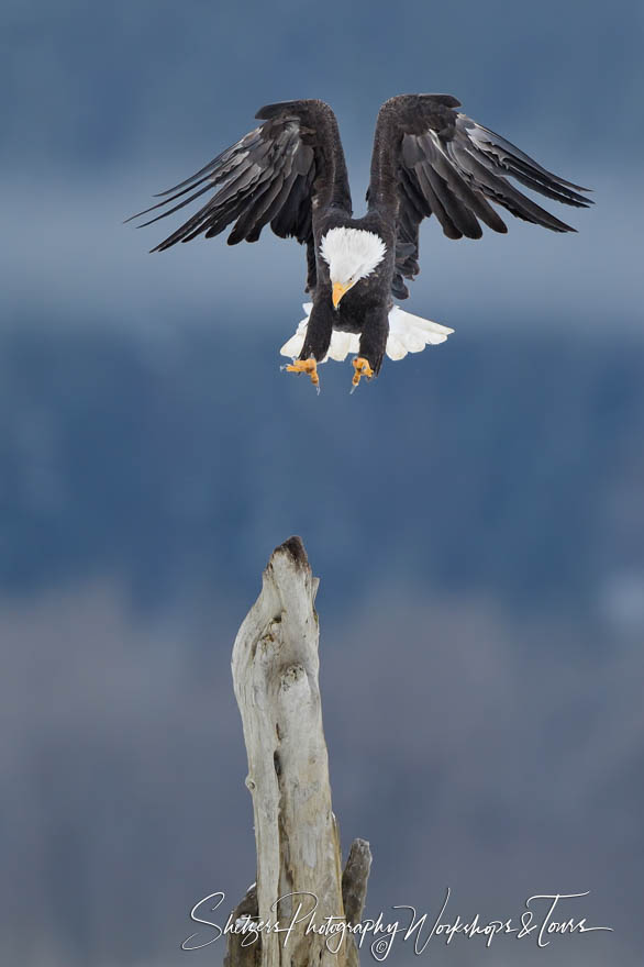 Bald Eagle Landing on Tree 20181110 083515