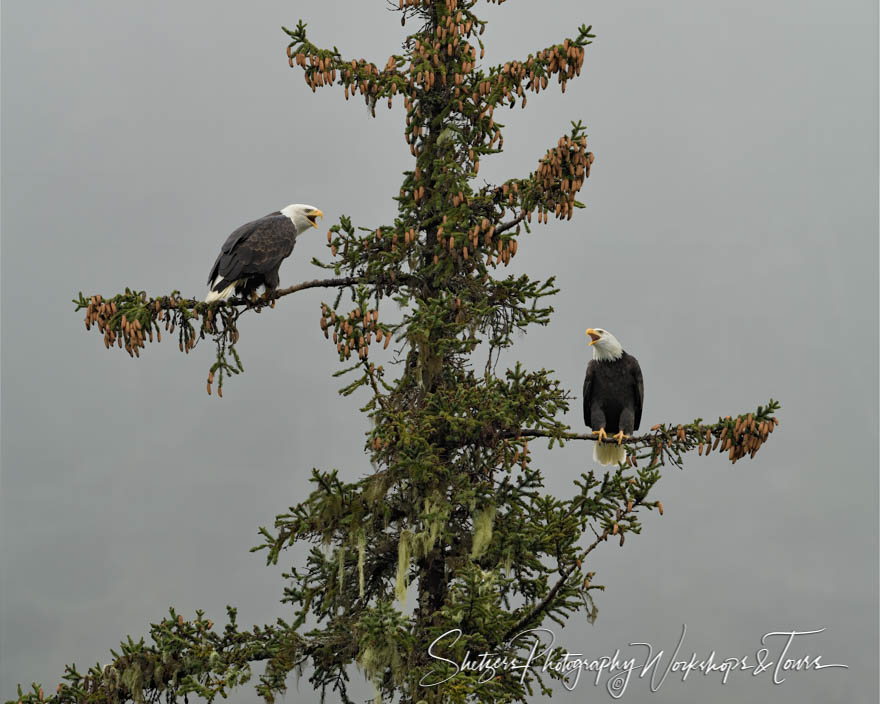 Bald Eagle Mated Pair in a Tree