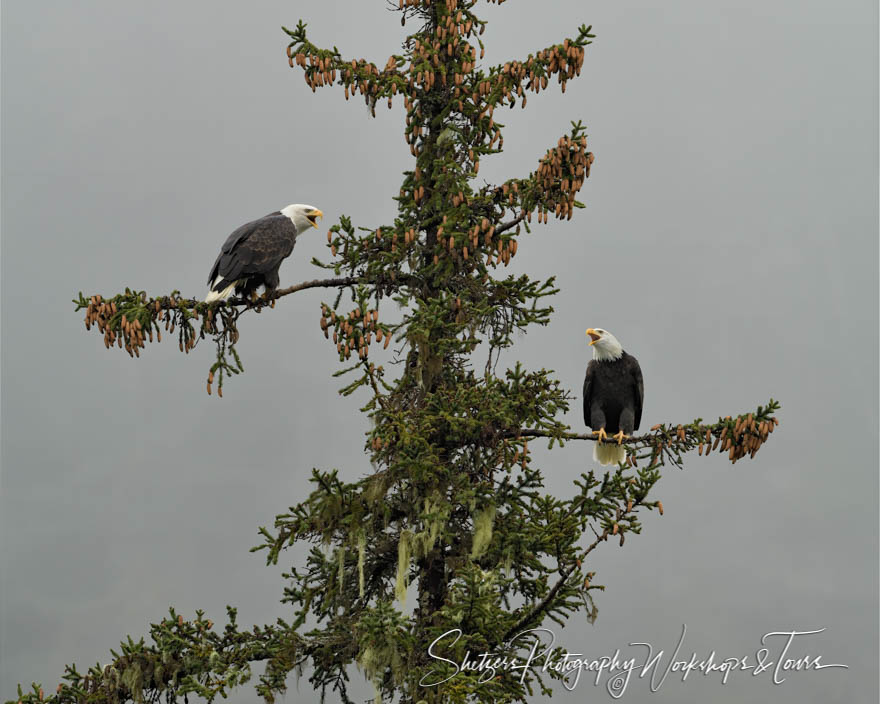 Bald Eagle Mated Pair in a Tree 20191103 155330