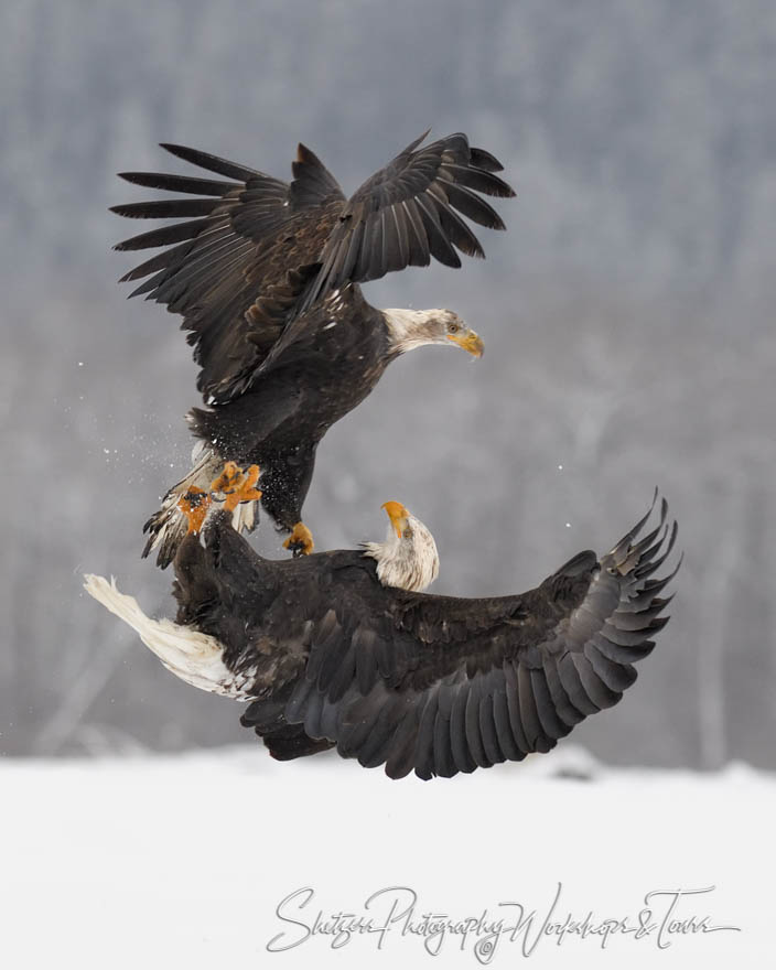 Bald Eagle Midair Fight