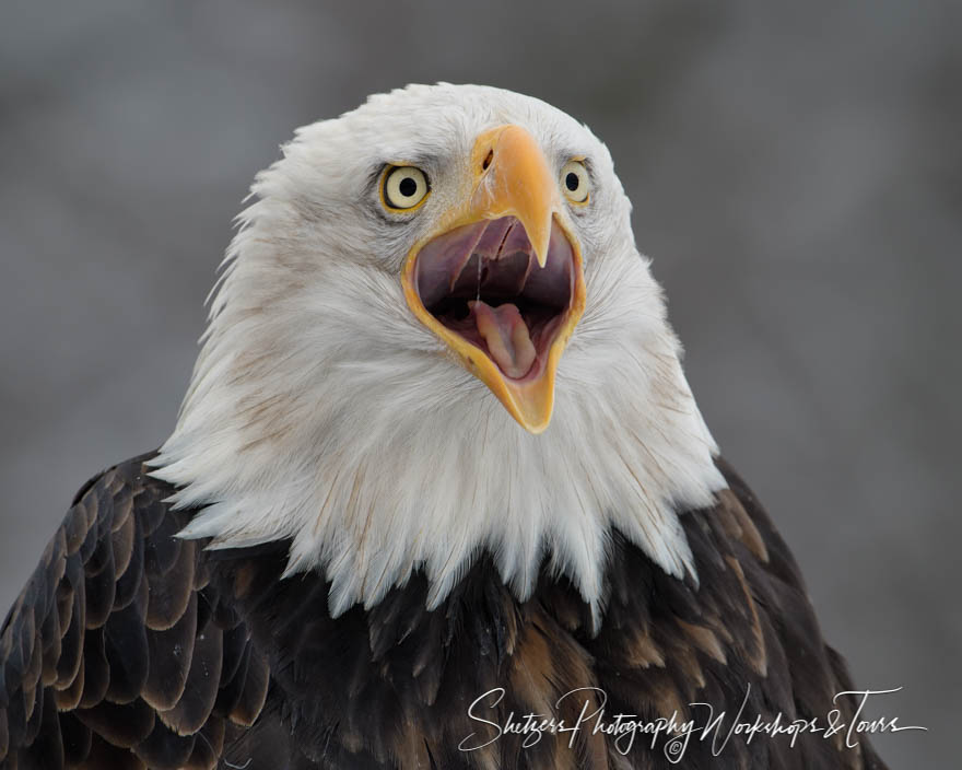 Bald Eagle Mouth Open 20181109 100223