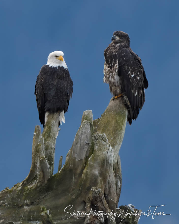 Bald Eagle Parent and Child 20191111 101008