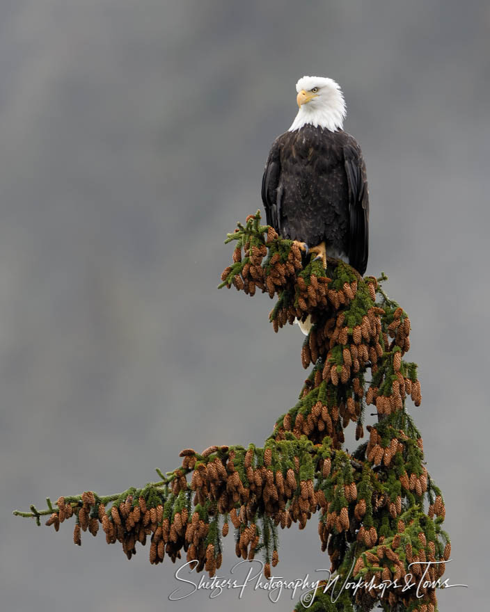 Bald Eagle Perched on Tree 20191030 145712