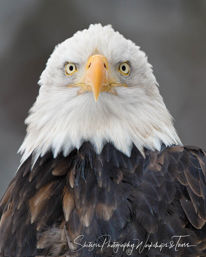 Bald Eagle Straight On Photo