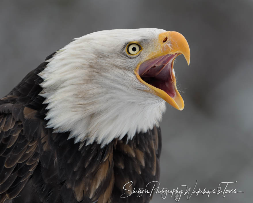 Bald Eagle With Beak Open in Alaska
