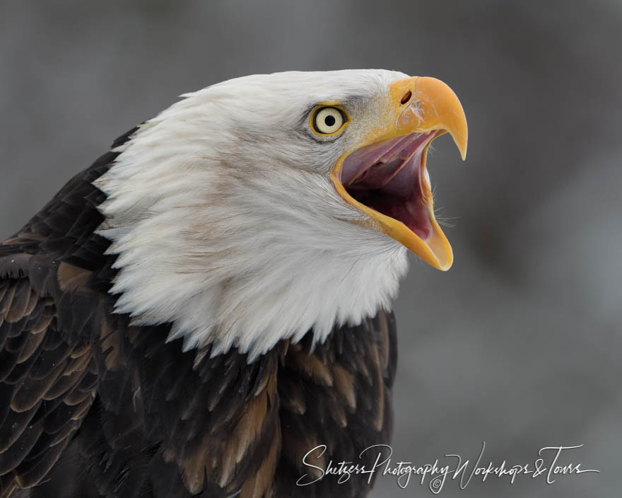 Bald Eagle With Beak Open in Alaska - Shetzers Photography