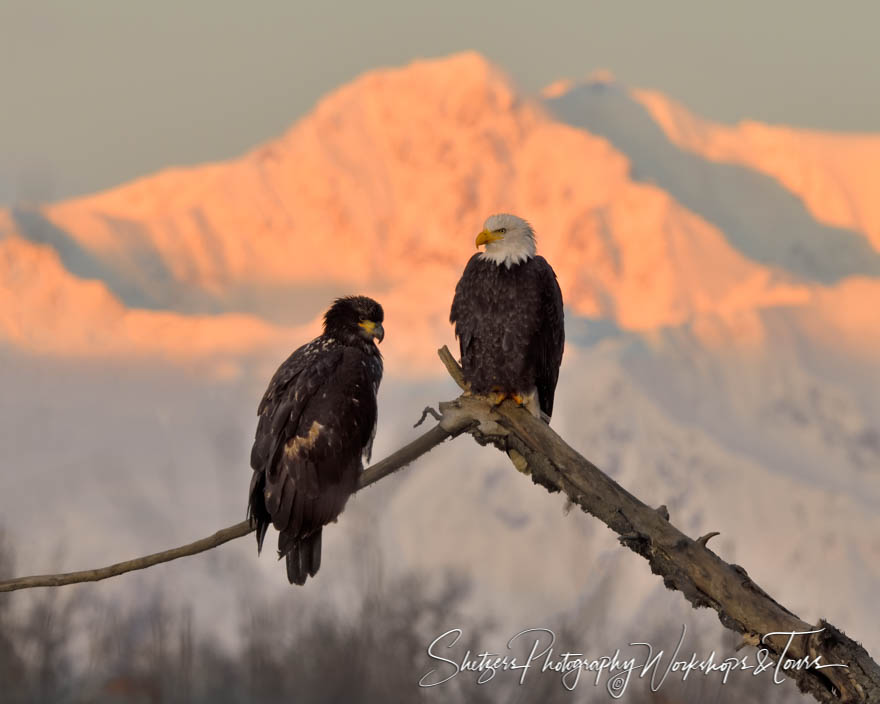 Bald Eagle and Child in Alaska
