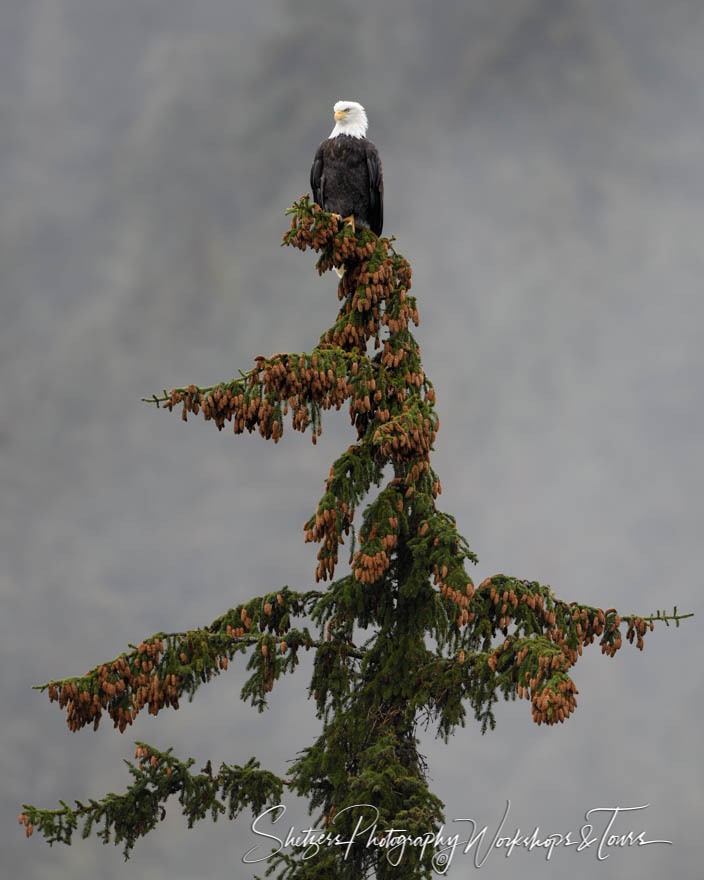 Bald Eagle at the Top of a Tree