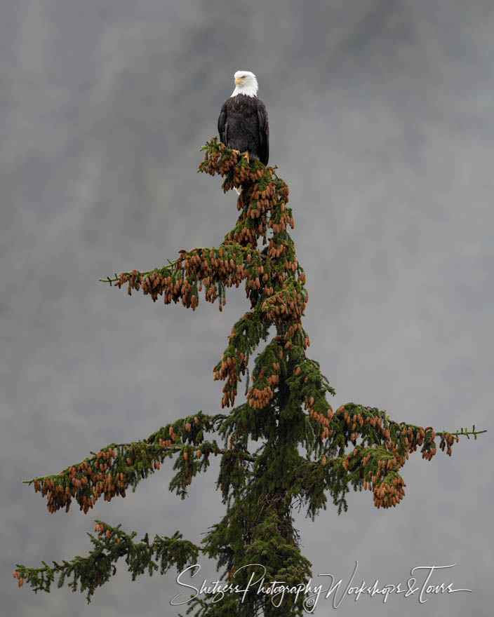 Bald Eagle at the Top of a Tree 20191030 145712