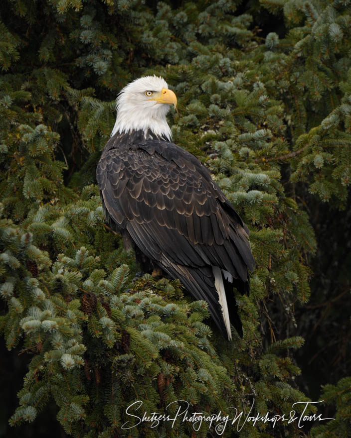 Bald Eagle in a Tree