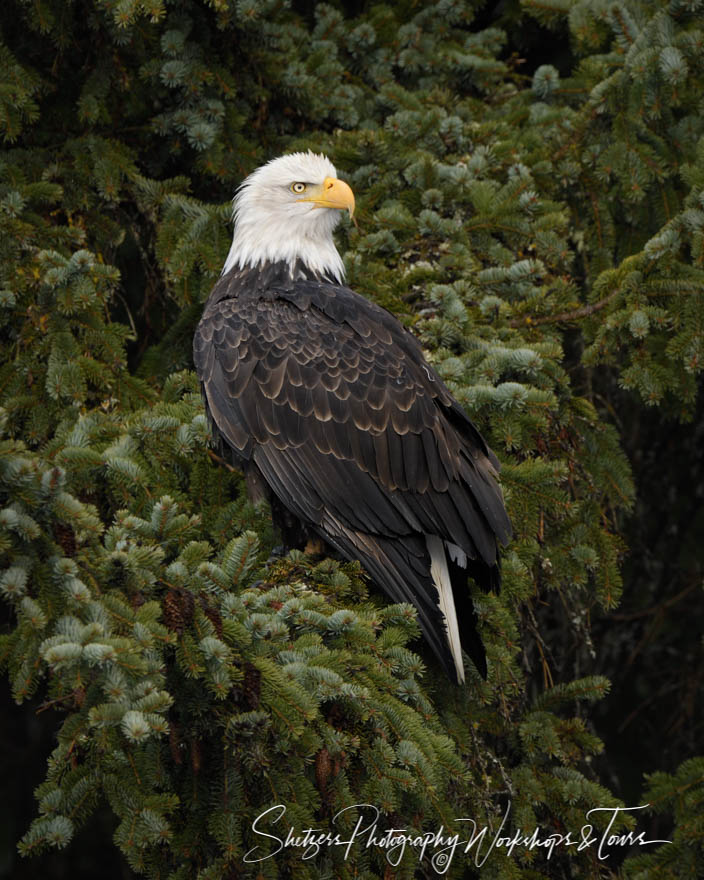 Bald Eagle in a Tree 20181121 114642