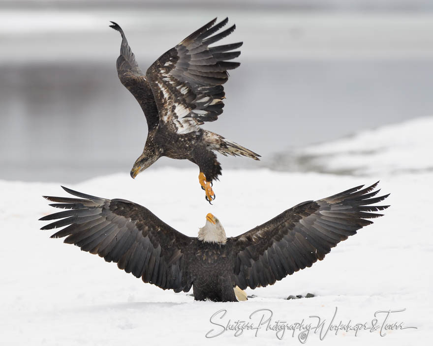 Bald Eagle with Juvenile Eaglet