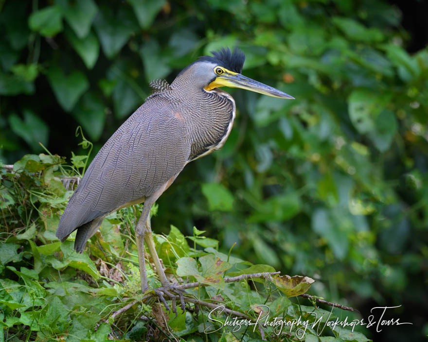 Bare Throated Tiger Heron 20190408 071233