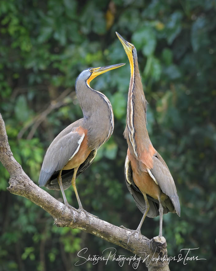 Bare Throated Tiger Heron Mating Pose