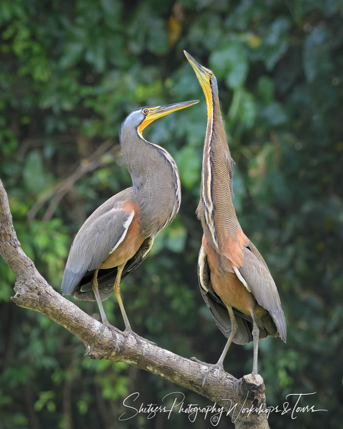 Bare Throated Tiger Heron Mating Pose 20190408 072506