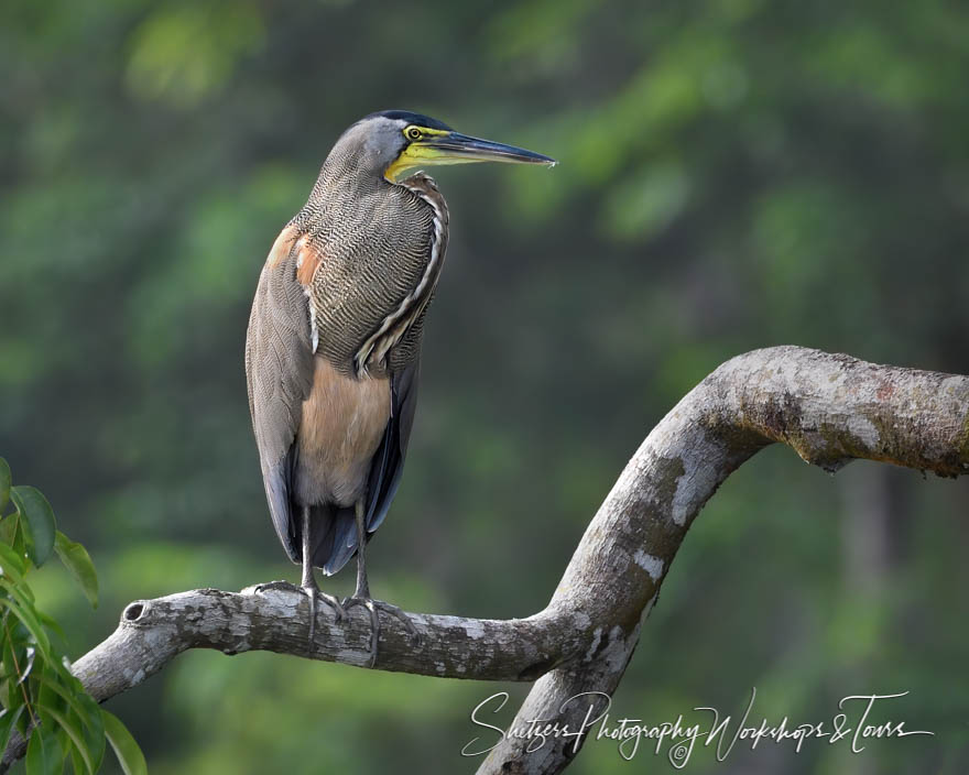 Bare Throated Tiger Heron Picture