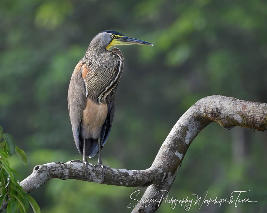 Bare Throated Tiger Heron Picture 20190409 143331