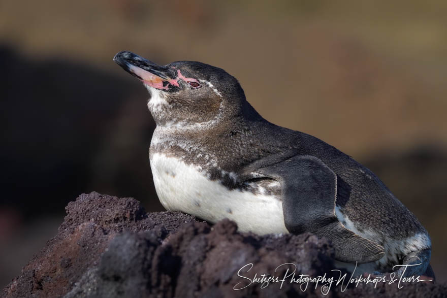 Bartolome Island Galapagos Penguin