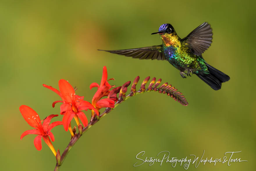 Beautiful Fiery Throated Hummingbird 20190412 131704