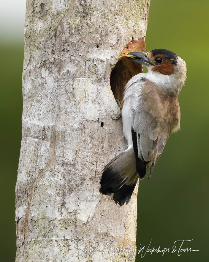 Black Crowned Tityra Bringing Home Food 20190406 064925