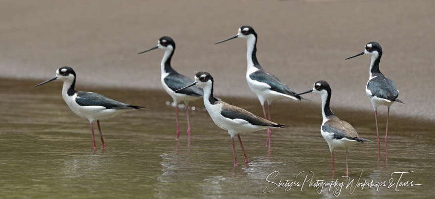 Black Necked Stilts 20190410 094206