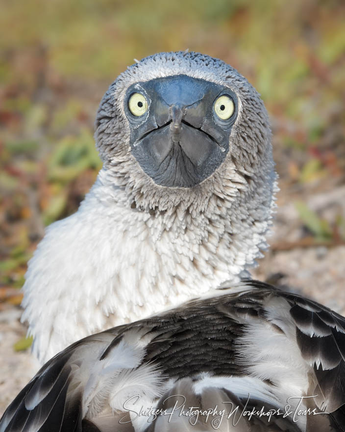 Blue Footed Booby Looking at Camera 20200301 154606