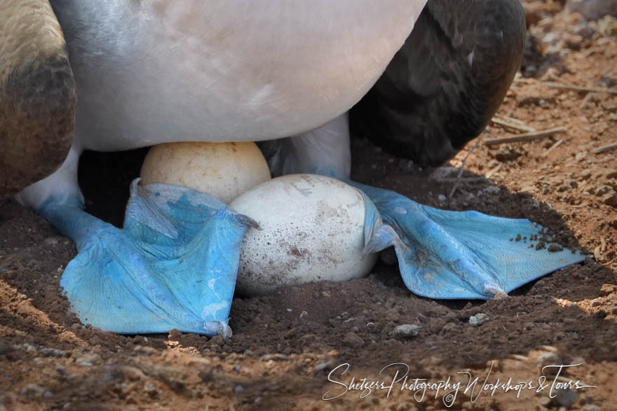 Blue Footed Booby Sitting On Eggs