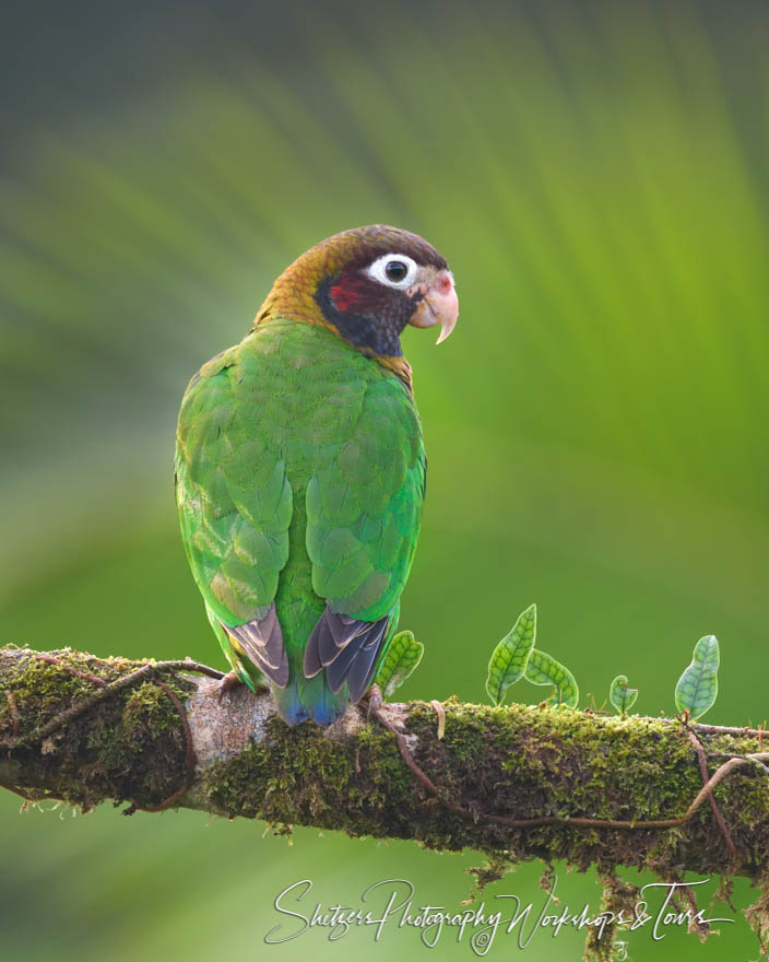 Brown Hooded Parrot in Costa Rica