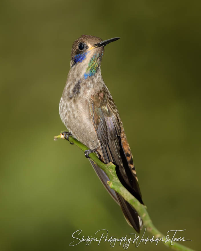 Brown Violetear Hummingbird on a Branch 20190521 081006