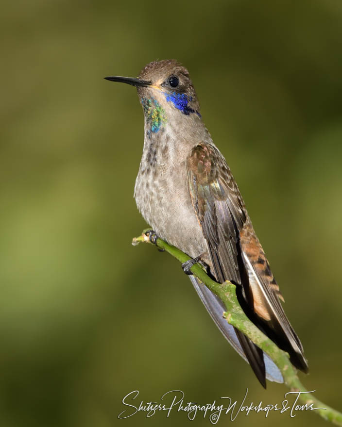 Brown Violetear in the Tandayapa Valley of Ecuador 20190521 080955