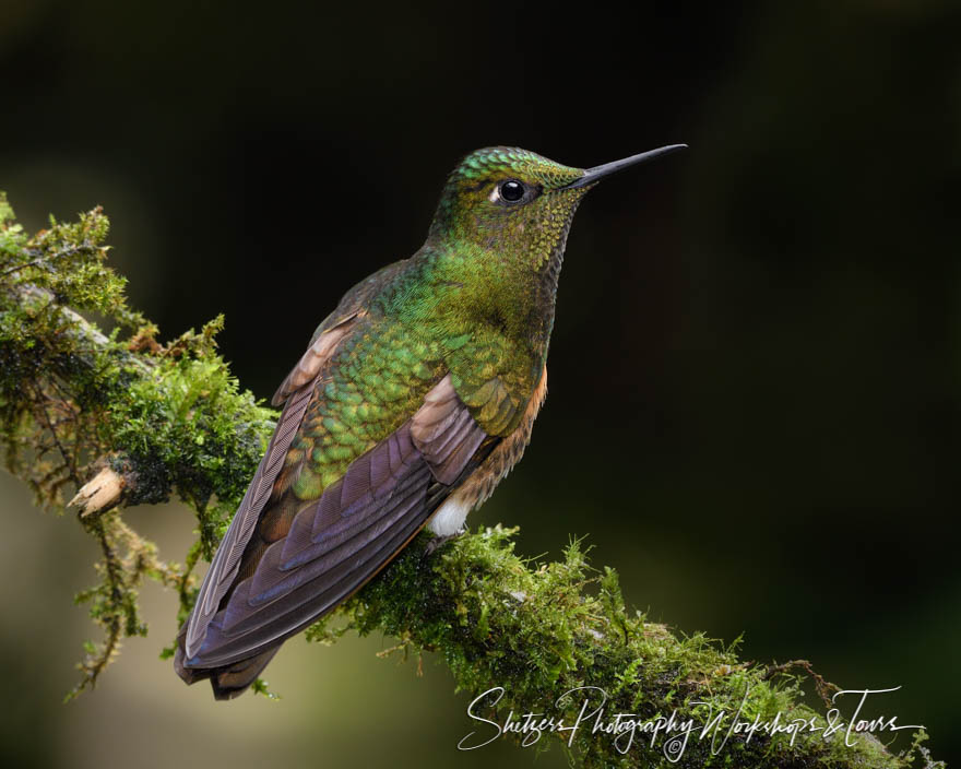 Buff Tailed Coronet Near Andes Village of Papallacta 20190531 112320