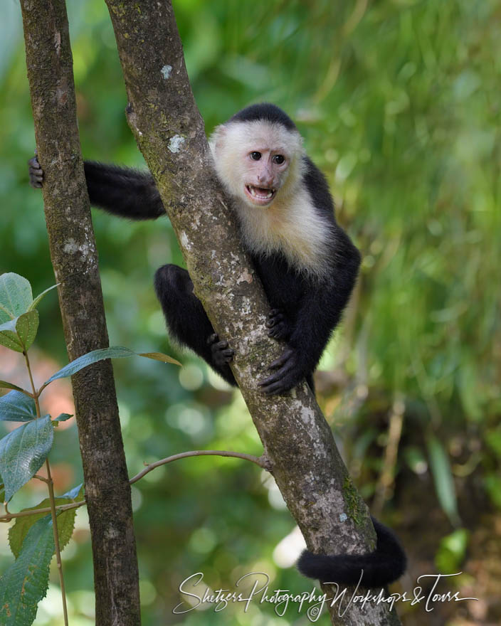 Capuchin Monkey On A Tree In Costa Rica
