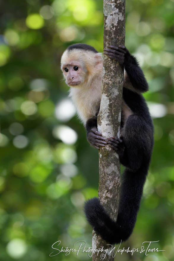 Capuchin Monkey in Tortuguero National Park