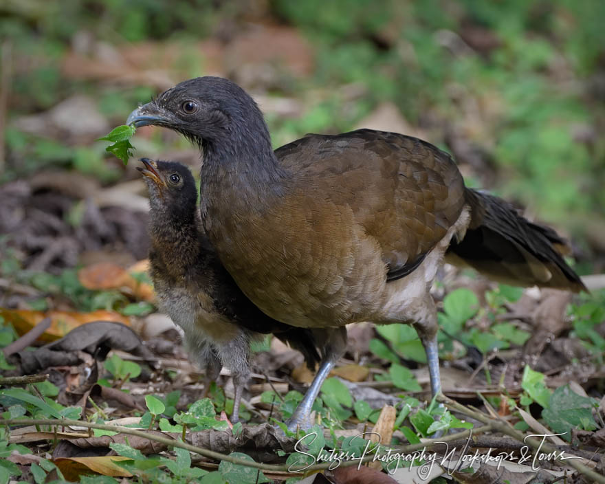 Chachalaca With Chick in Costa Rica