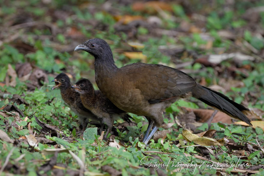 Chachalaca With Chicks 20190417 110440