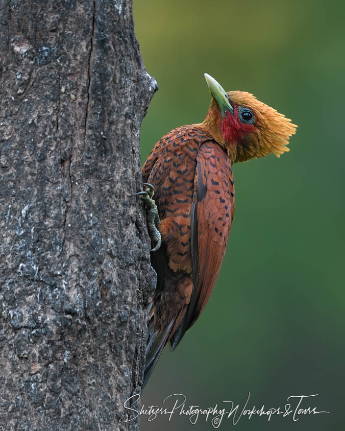 Chestnut Colored Wookpecker Photograph