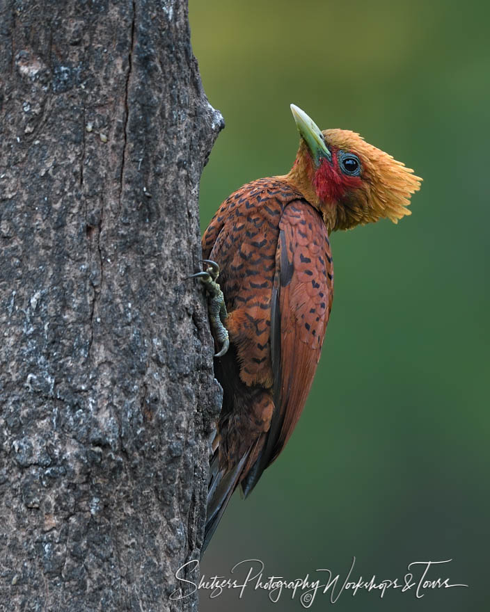 Chestnut Colored Wookpecker Photograph 20190406 045355