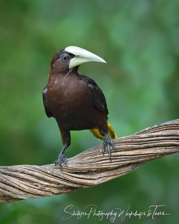 Chestnut Headed Oropendola 20190417 115251