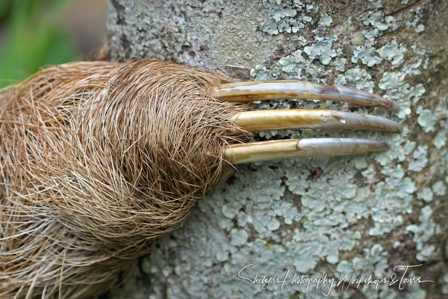 Claws of a Three Toed Sloth - Shetzers Photography